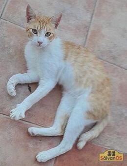 Leo - FIV-Schmusekater sucht Platz - Bad Camberg