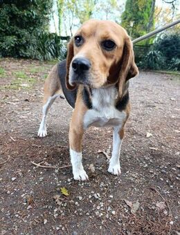 Wer gibt Snoopy ein Zuhause - Berlin