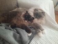 Zuhause gesucht Ragdoll Katzen - Remshalden