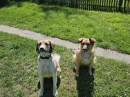 Wilma❤️& Pepples suchen eine Endstelle - Rott (Inn)