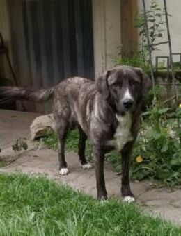 FRIEDA, Besitzerin verstorben - Bamberg