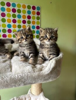 Reinrassige BKH Kitten - Würzburg