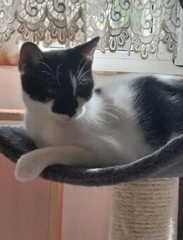 Thea ein Freundliches Katzenmädel - Unterföhring