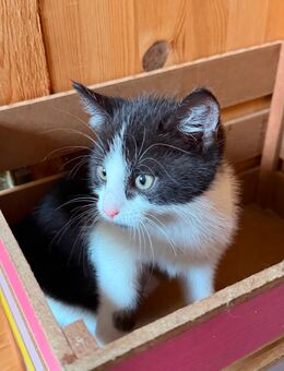 Britisch Kurzhaar Mix kater - Starkenberg