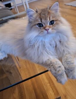 Britisch Langhaar Katze 5 Monate alt abzugeben - Edingen-Neckarhausen