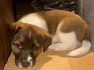 Jack Russell Welpen - Wellheim