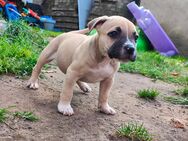 Zauberhafte American Bulldog Mix x Bully Welpen - Halenbeck-Rohlsdorf