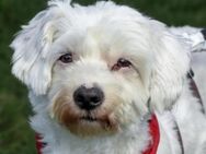 Aktiver Arlo sucht Zuhause - Kallmünz
