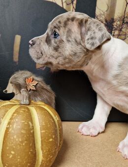 Einzigartige American Bully XL welpen - Frickenhausen