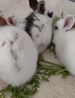 3 Baby Kaninchen suchen ein Zuhause - Wesselburen