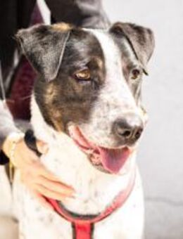 Wer schenkt Archie ein tolles Zuhause? - München