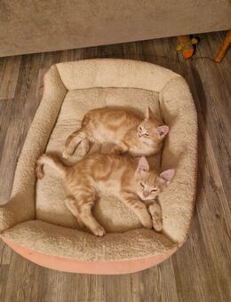 Sibirische Kitten Mix, abzugeben - Berg (Regierungsbezirk Oberfranken)