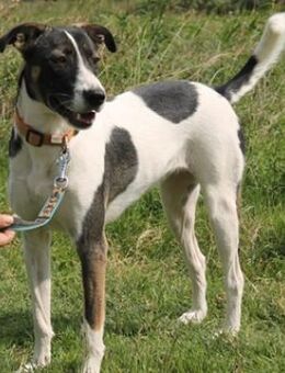 Lacta, geb. ca. 03/23, GRIECHENLAND - Euskirchen