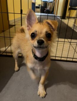Chihuahuawelpen Rüden Langhaar rot und schwarzweiß - Bedburg