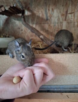 3 Degus handzahm, suchen mit Käfig neue Nüssegeber - Gehrde