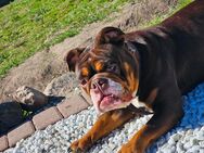 New English Bulldog Hündin - Güstrow