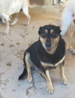 Fosi Gnadenplatz gesucht Alb - Ludwigshafen (Rhein)