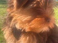 Yorkshire Terrier Welpe - Hamburg Bergedorf