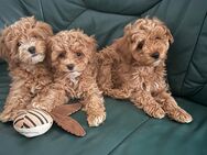 Maltipoo 2 Mädchen - Rostock