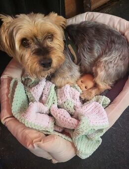 Älterer Yorkshire Terrier sucht sein Zuhause - Aalen