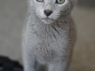 Russisch Blau Katerchen, 4 Monate jung - Kirn