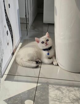 BKH Kitten Kätzchen Britisch Kurzhaar - Ansbach