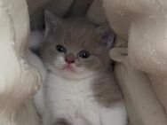 Verkaufe Britisch Kurzhaar Kitten - Dortmund
