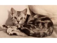 BKH Kater total verschmusster sucht - Burg (Dithmarschen)