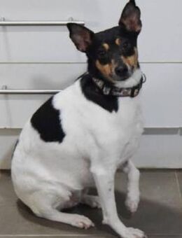 Ronya sucht liebevolles Zuhause - Niedereschach