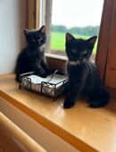 Katzen Pärchen in 83123