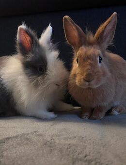 Zwergkaninchen suchen ein liebevolles Zuhause - Magdeburg