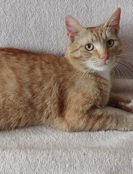 💖liebenswerter Porto💖 - Eislingen (Fils)