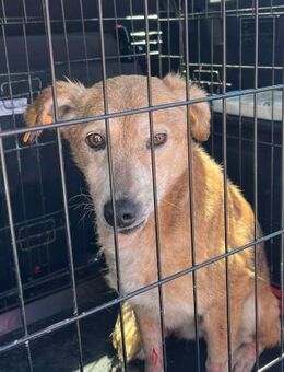 Omi von kettenlos - Bollingstedt