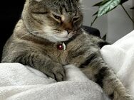 Katze sucht zuhause mit Freigang - Tauberbischofsheim