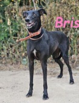 Brisa sucht ihre Chance 05/19 ESP - Ruppertsecken