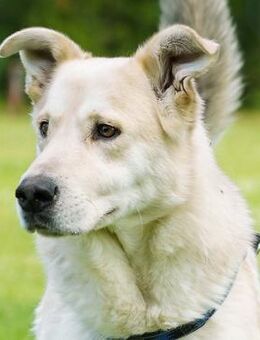 Noa - Sehnsucht nach Zuwendung - Obertshausen