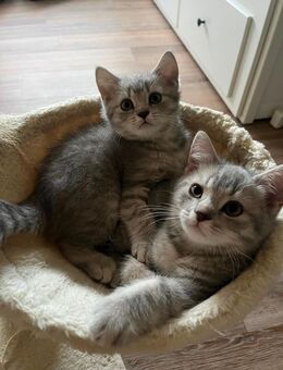 BKH kitten, Junge und Mädchen - Detmold