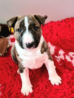 Miniature Bull Terrier Welpen mit Ahnentafel - Bad Schussenried