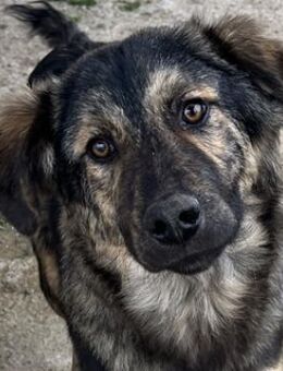 Nevik, geb. ca. 10/2024, GRIECHENLAND - Euskirchen