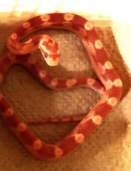 2 Kornnattern, weiblich, NZ 27.09.25 - Laatzen