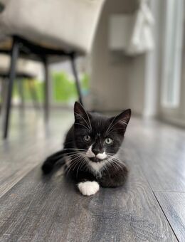 BKH Kitten “Blacky” männliche British Kurzhaar Katze - Rheda-Wiedenbrück