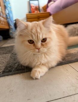 Perser Mix Kitten Orange - Hannover Ricklingen