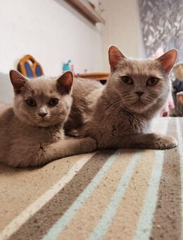 BKH-Kitten - Trier
