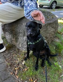 Tommy, Neuanfang gesucht - Berlin