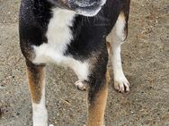 ROMEO sucht erfahrene Hundemenschen - Neuberg