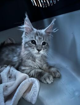 Maine Coon Kater - Herne Börnig