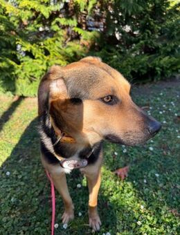 IKE - liebenswerter Junghund - Kallmünz