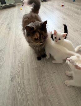 Süß Katzenbabys - Haibach (Regierungsbezirk Unterfranken)