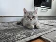 Britische-Kurzhaar-Mix-Baby & Katze in 21502