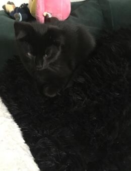 Ekh/Nebelung Mix Kater Kitten - Herne